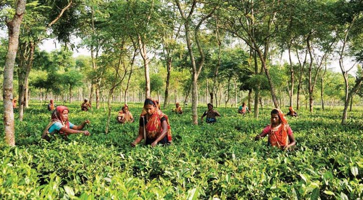 করোনাকালেও রেকর্ড চা উৎপাদন, ৯৬ দশমিক ৫০৬ মিলিয়ন কেজি 